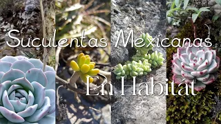 Suculentas mexicanas en su habitát natural