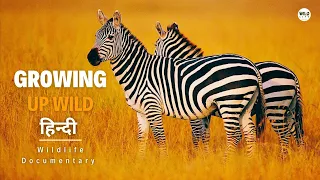 Growing Up Wild - हिन्दी डॉक्यूमेंट्री, Wild Africa | Wildlife documentary in Hindi