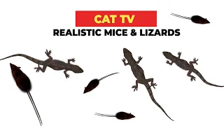 REALISTIC CAT GAME FOR CATS 🐈 Realistic Mice and Lizards for Cats to Watch