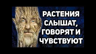 Живые Души Деревьев. У растений есть Разум. Научные доказательства. Осознание и природа