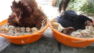 Two Broody Hen Arranging Eggs for to successive Natural hatching