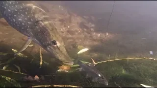 Pike, Top Predator! (Under water)