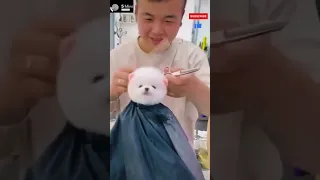 Tik Tok Chó Phốc Sóc Mini 😍 Funny and Cute Pomeranian | 30 seconds of aww