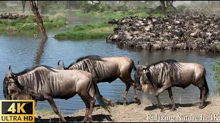 4K African Wildlife - Great Migration, Serengeti National Park to the Maasai Mara,Kenya - Part 3