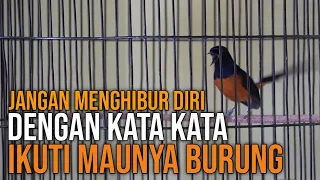 Upaya Menemukan Settingan Murai Batu