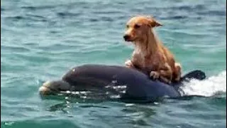 DOLPHIN & DOG SPECIAL FRIENDSHIP - Vangelis: Song Of The Seas || Dolphin Saves the Dog