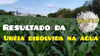 Uréia disolvida na água substituindo adubo foliar no milho 🌽(aplicar sem sol)-sítio boa vista!