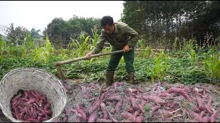 Harvest potatoes and peppers to go to the market to sell to make money to build wooden houses | Ep8