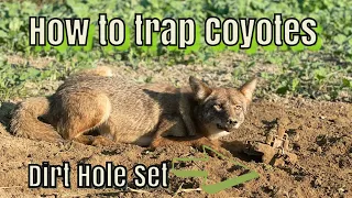 Dirt Hole Set: How To Trap coyotes