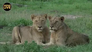 safariLIVE - Sunrise Safari - January 19, 2019