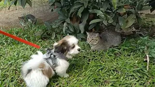 Shih Tzu and Cats