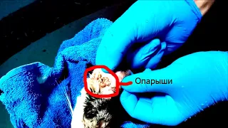 Удаление опарышей из уха кошечки