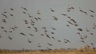 Утка кряква на воде.