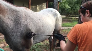 Freeze branding my horse
