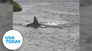 Hammerhead sighting leaves fisherman stunned | USA TODAY