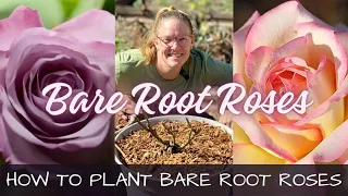 Planting Bare Root Roses From Walmart 🌹 || How To Plant Bare Root Roses