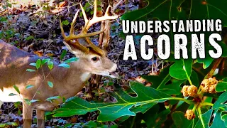Where to Find Deer in the Early Season | Move Blinds (711)