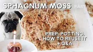 sphagnum moss prep, potting, reuse + sphag Q&A - PART 1
