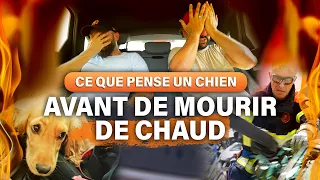 Ce que pense un CHIEN avant de mourir de CHAUD (Reportage)