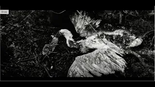 Andrei Rublev (1966) by Andrei Tarkovsky, Clip: Foma finds a dead swan...