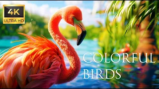 4K Colorful Flamingo - Beautiful Birds Sound in the Forest | Bird Melodies