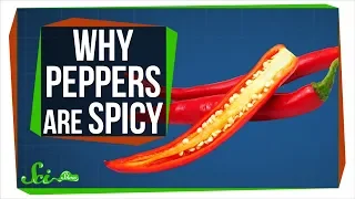 The Real Reason Peppers are Spicy