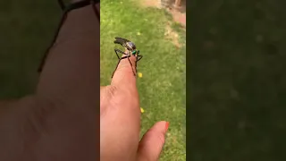 WHAT A WEIRD AND BIG MOSQUITO