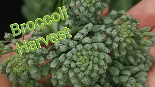 How and When to Harvest Broccoli//South Africa Cape Town Garden