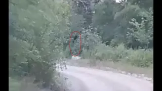 Large Dark Creature Runs to Hide in Sasquatch Canyon