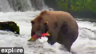 Brown Bear Shows Off Its Fishing Skills