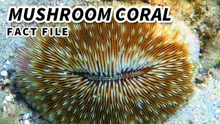 Mushroom Coral Facts: CORAL Named After MUSHROOMS 🍄 Animal Fact FIles