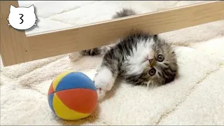 A baby kitten tired from playing ball was so cute!  Elle video No.3