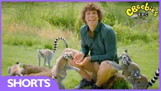 CBeebies | Andy's Baby Animals | Baby Lemurs catch a ride!