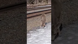 Whitetail eat seeds