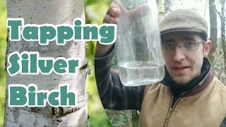 Tapping Birch Water | Foraging
