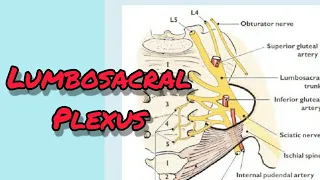 Lumbosacral plexus, Coccygeal plexus @emotionalmedico