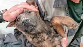 Спасение щенка замурованного под бетоном До слез Нужно помочь puppy rescue