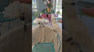 Cockatoos Dancing!