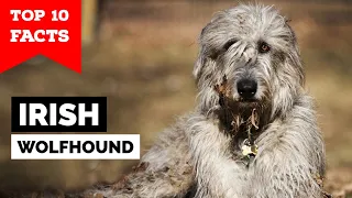 Irish Wolfhound - Top 10 Facts