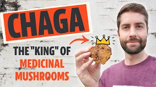 Why Chaga Is The "King" Of Medicinal Mushrooms (Inonotus obliquus)