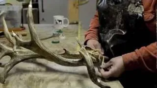 World Record Mule Deer Shed