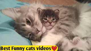 Omg So Cute Cat Funny Moments -Funniest Cat Life #23