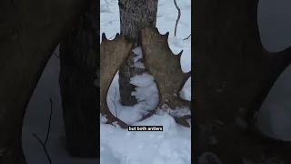 Moose shedding its antlers caught on video #shorts