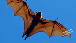 Facts on Flying fox