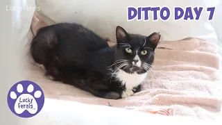 Ditto Day 7 - Feral Cat Recovery, No More Swelling * S4 E151 * Cat Videos