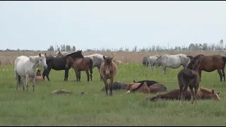 СҚО-да жылқылар белгісіз індетке шалдықты