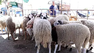 زيادة ب 500 د على سعر علوش السنة الماضية .. المواطن يتشككى من تصرف الفلاح والقشار 🐏​ 🇹🇳