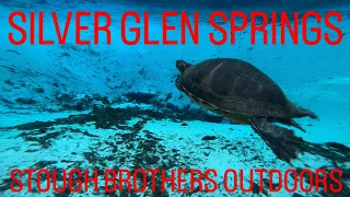 Silver Glen Springs Florida | Gator in the spring