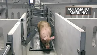 CIMA CONTROL PIG with AUTOMATIC MARKING