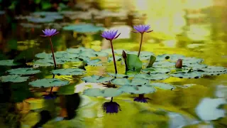 Beautiful Relaxing Music Lily Flower Zen Garden Peaceful Piano 🍃 Water ASMR Calming 音楽をリラックス ォーター 平穏